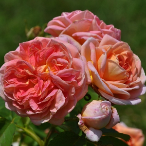 Jaune rosâtre ombré d - rosiers lianes